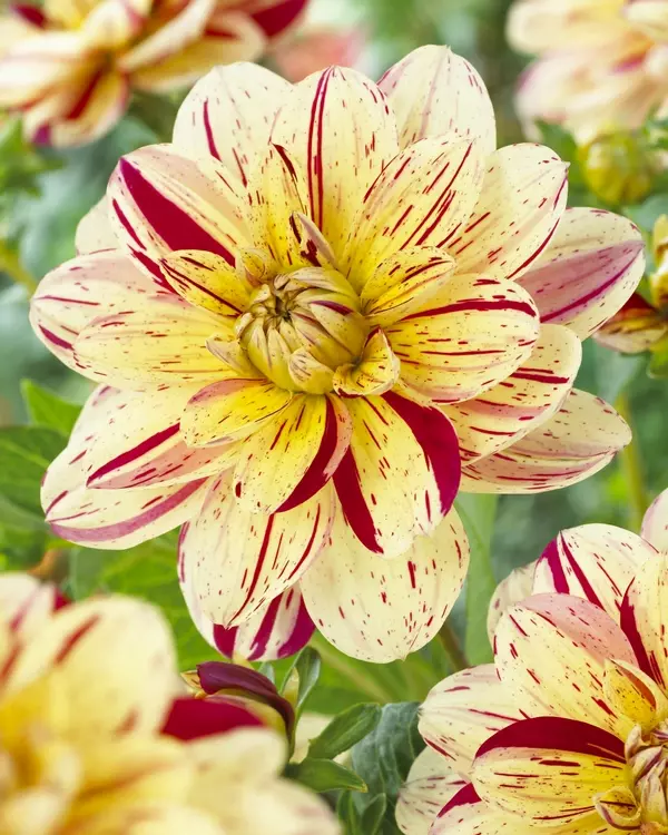 Decorative Dahlia Creme Silence | de Jager